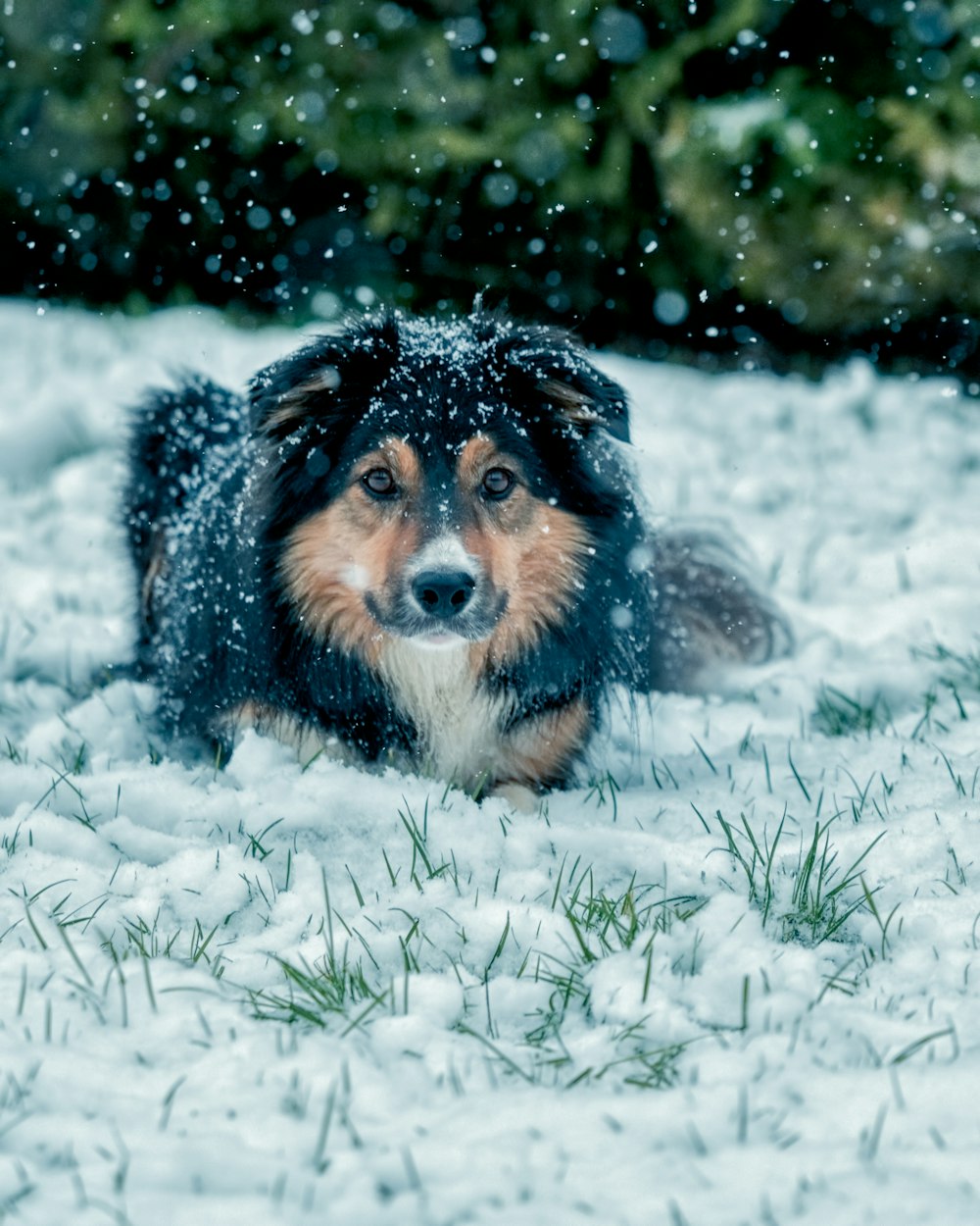 black brown and white long coated dog on snow covered ground during daytime