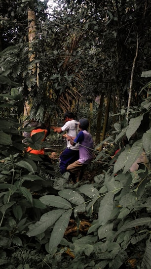 A team of environmental experts conducting a forest carbon inventory in a lush green forest.