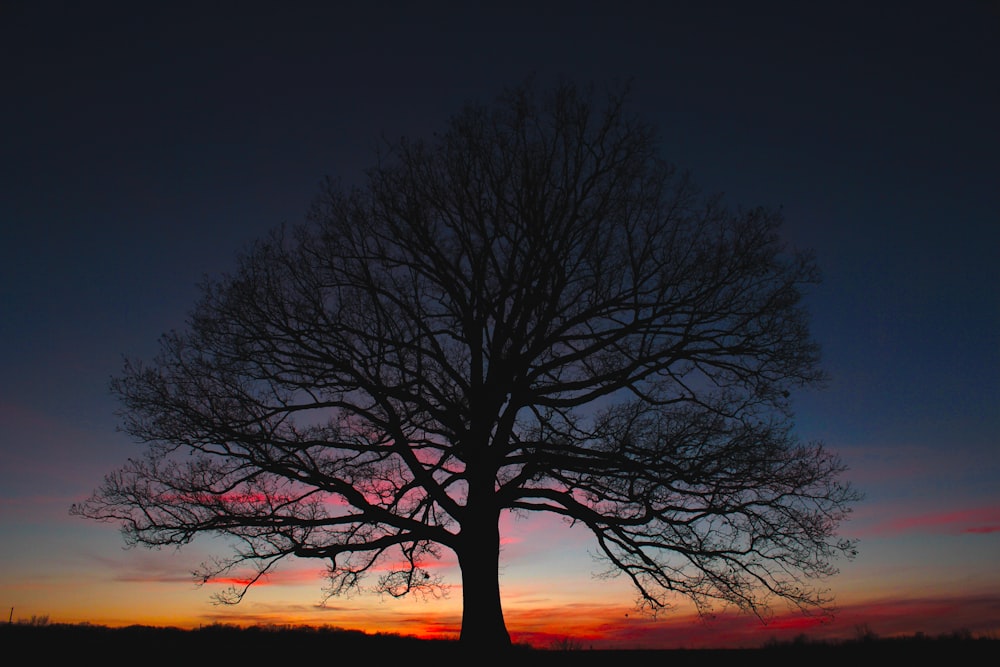 leafless tree during night time