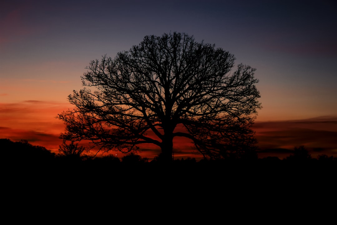 leafless tree during golden hour