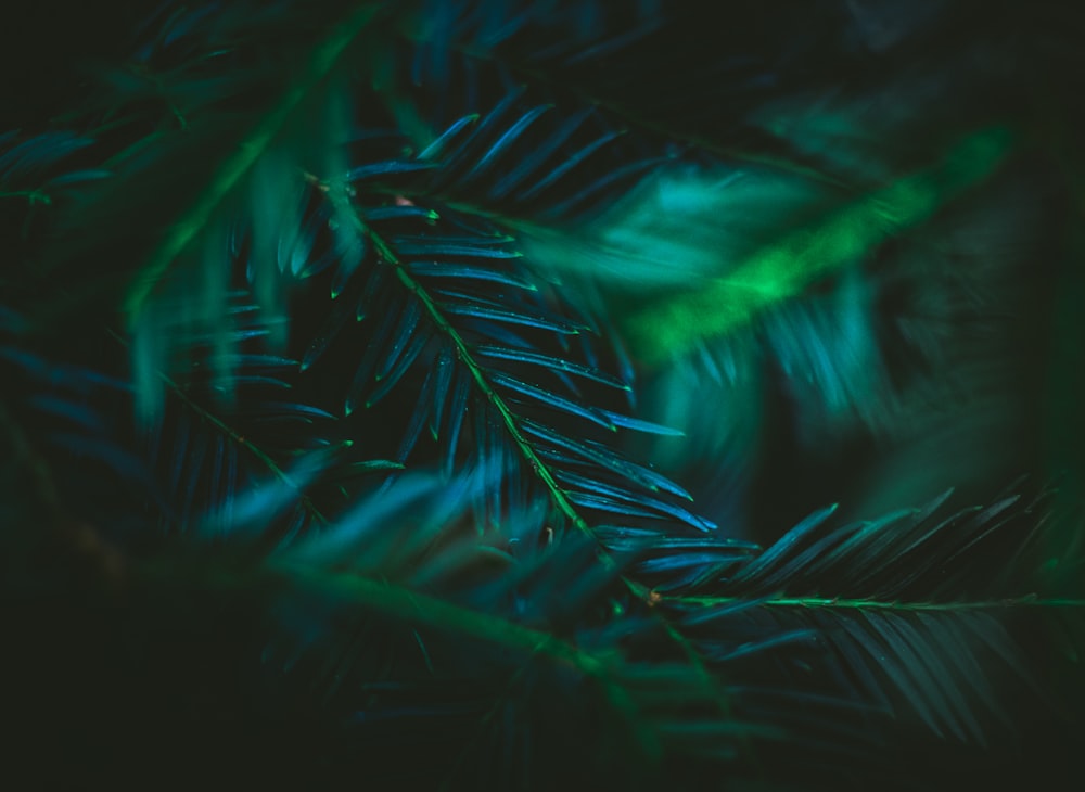 green leaves in close up photography