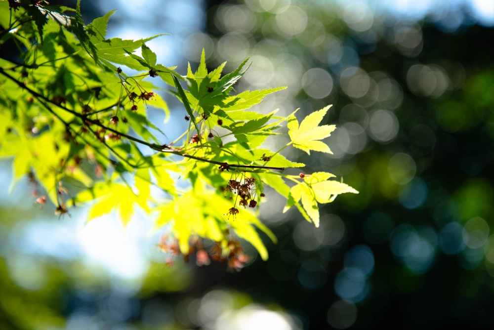 green leaves in tilt shift lens