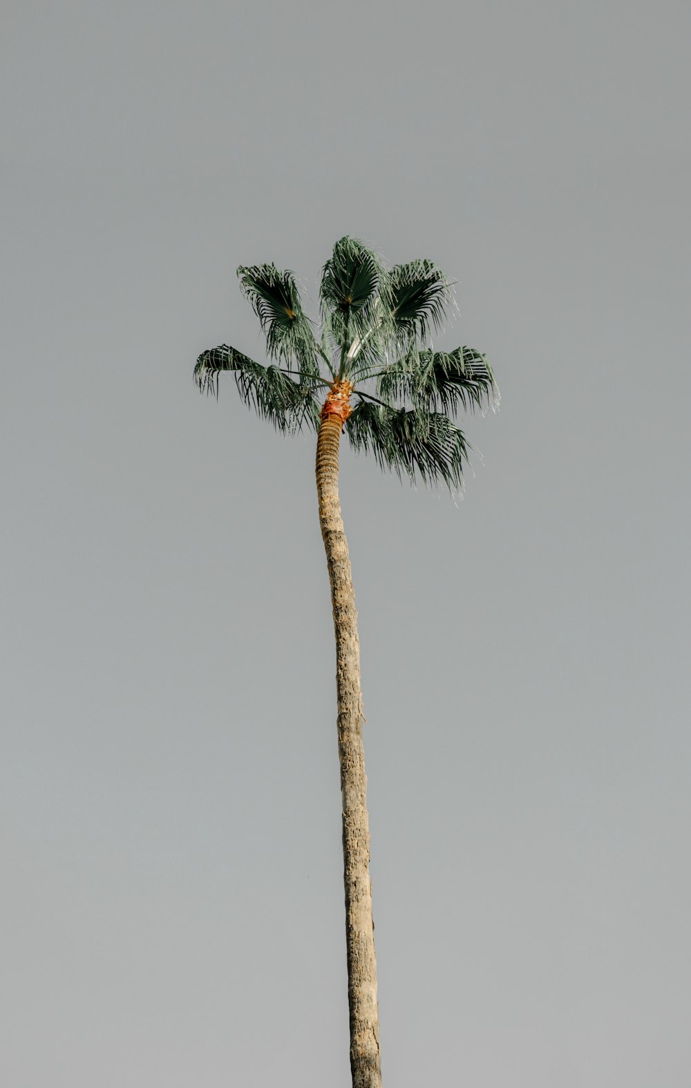 green palm tree under gray sky