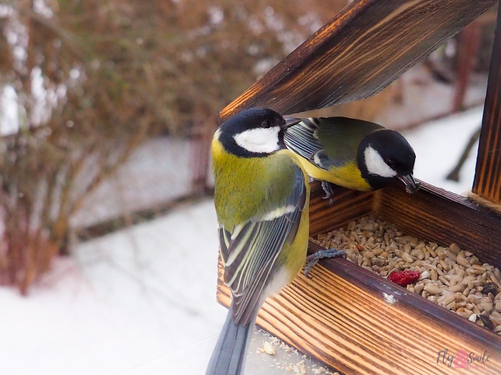 gelber schwarz-weißer Vogel auf braunem Holzstab