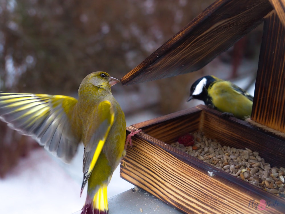 yellow and black bird on brown wooden bird house