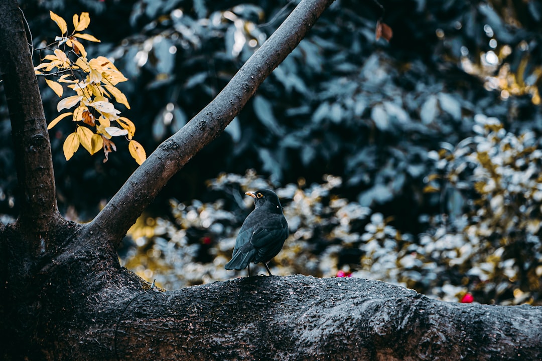 black bird on tree branch during daytime