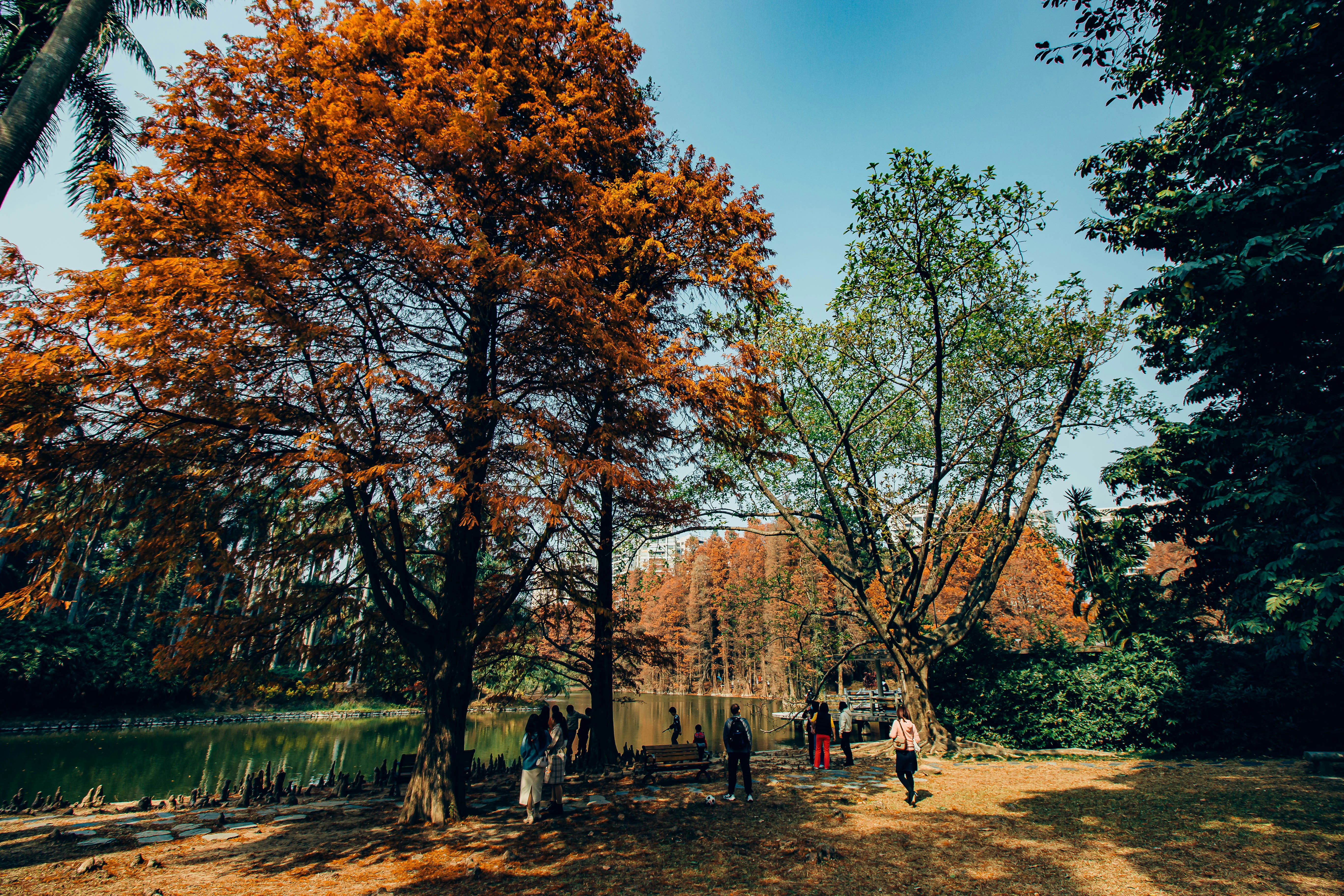 people walking on pathway near trees and building during daytime
