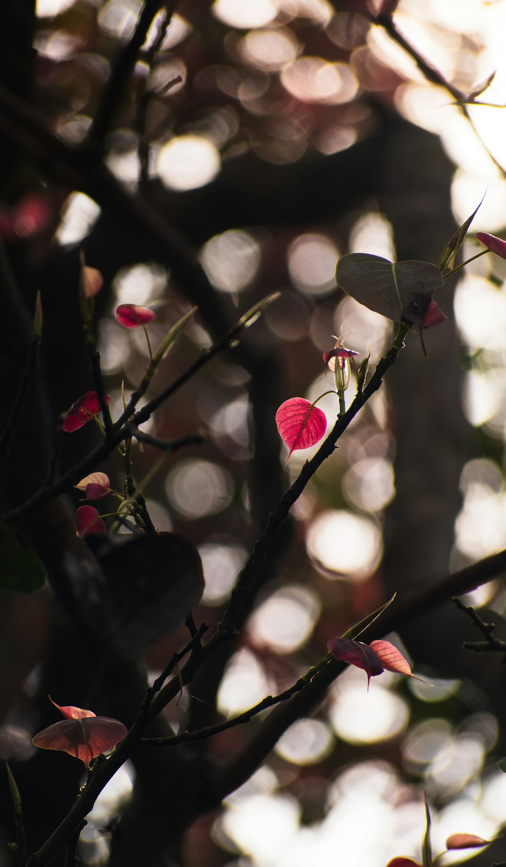 pink and white flower buds