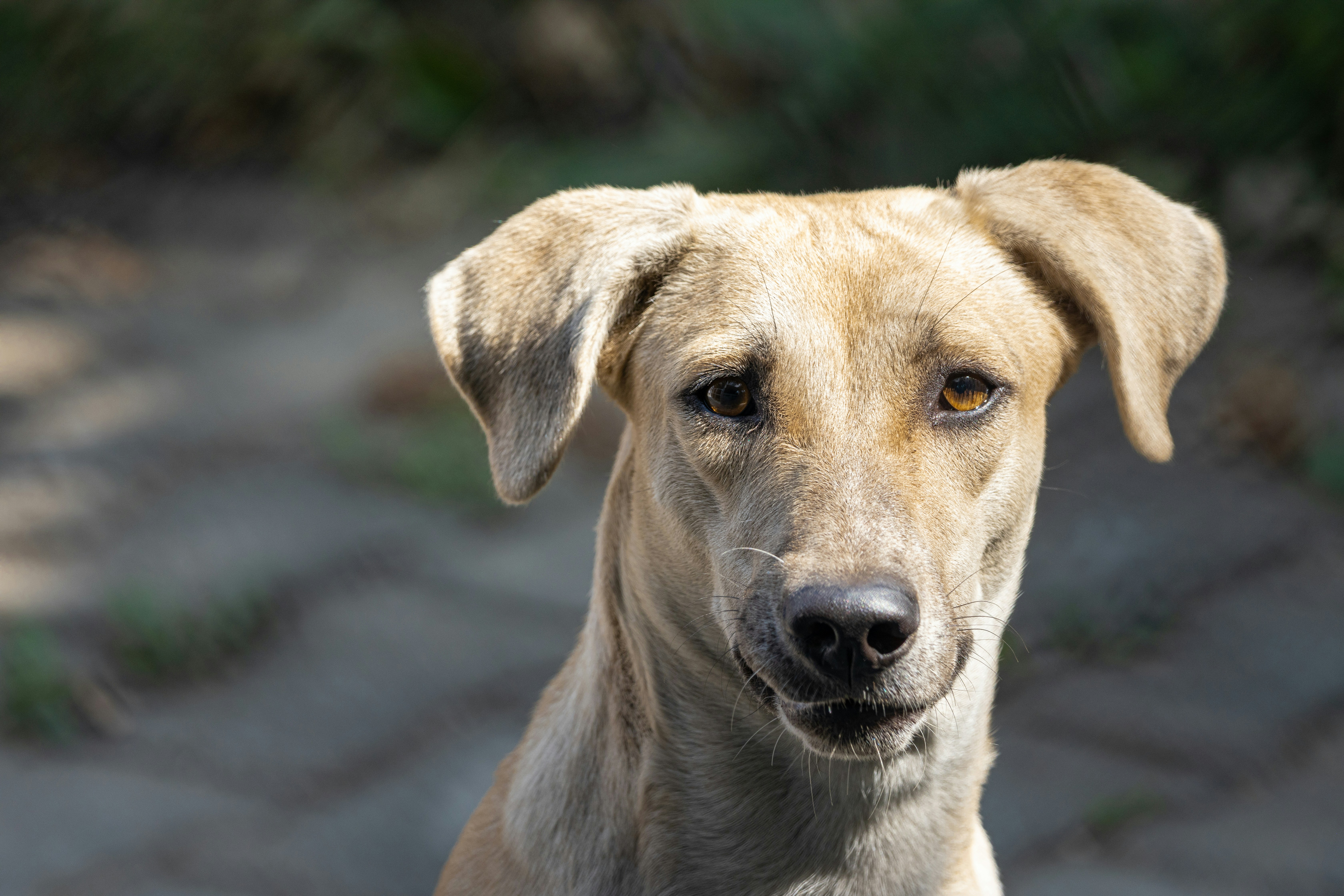 A dog in the street smiling for a photograph