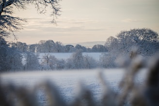 A serene winter landscape with gentle snowflakes falling, reflecting the calm and cool tones of elseason’s brand.