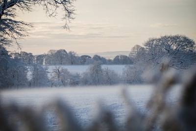 A serene winter landscape with gentle snowflakes falling, reflecting the calm and cool tones of elseason’s brand.