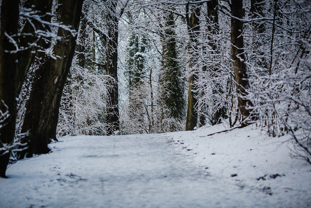 snow covered ground and trees during daytime