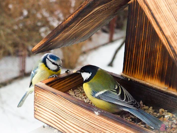 yellow black and white bird on brown wooden bird house
