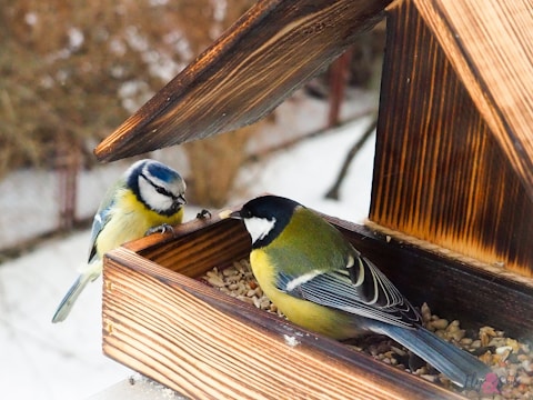 yellow black and white bird on brown wooden bird house