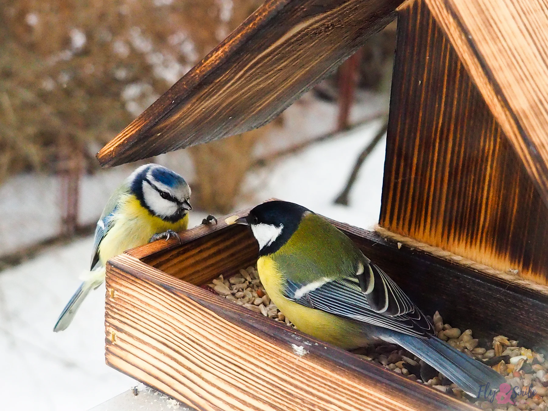 A great tit and a blue tit eating seed side by side in a wooden platform feeder, snow on the ground behind
