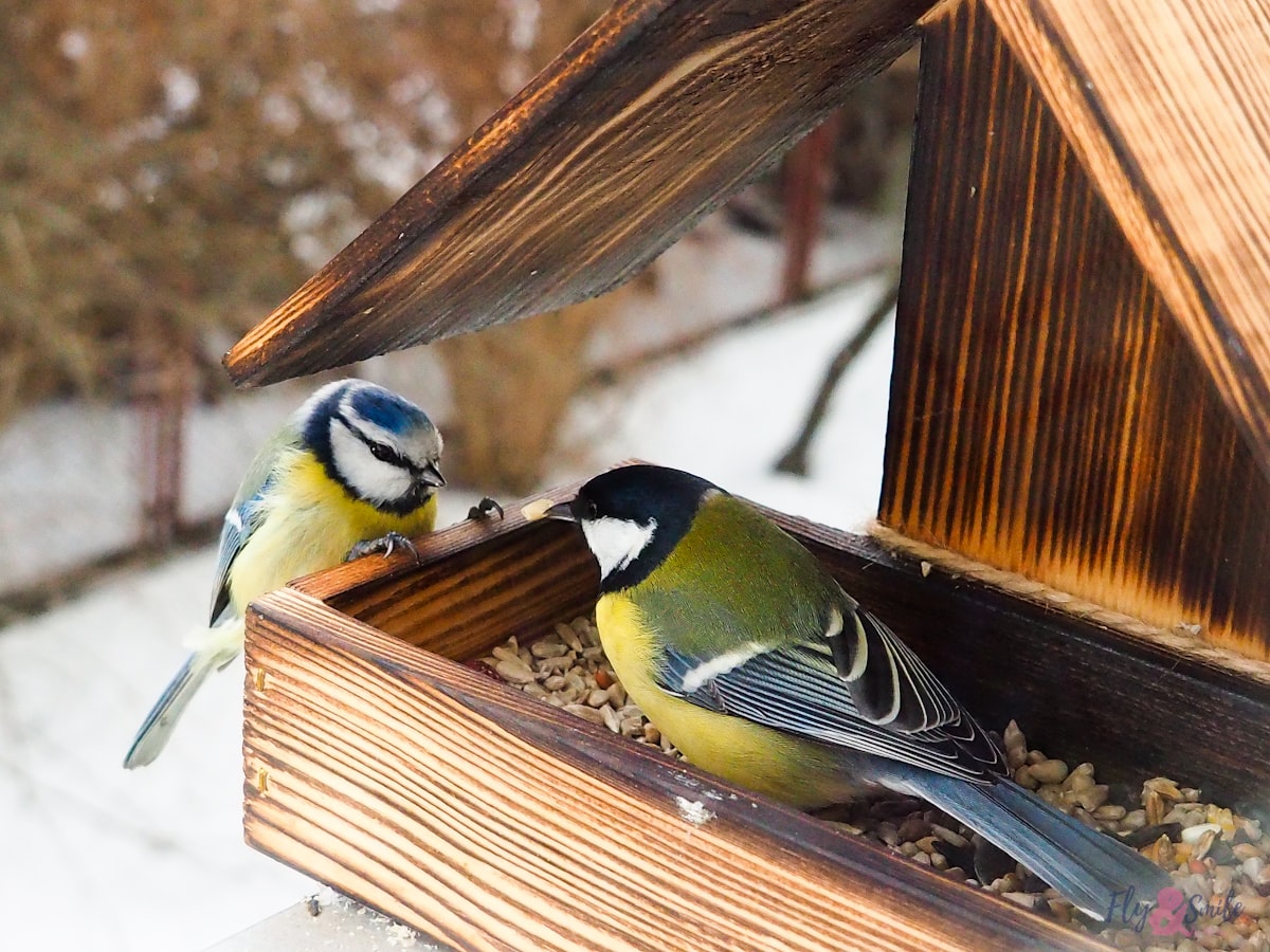 Bring The Birds To You With The Best Bird Feeding Station