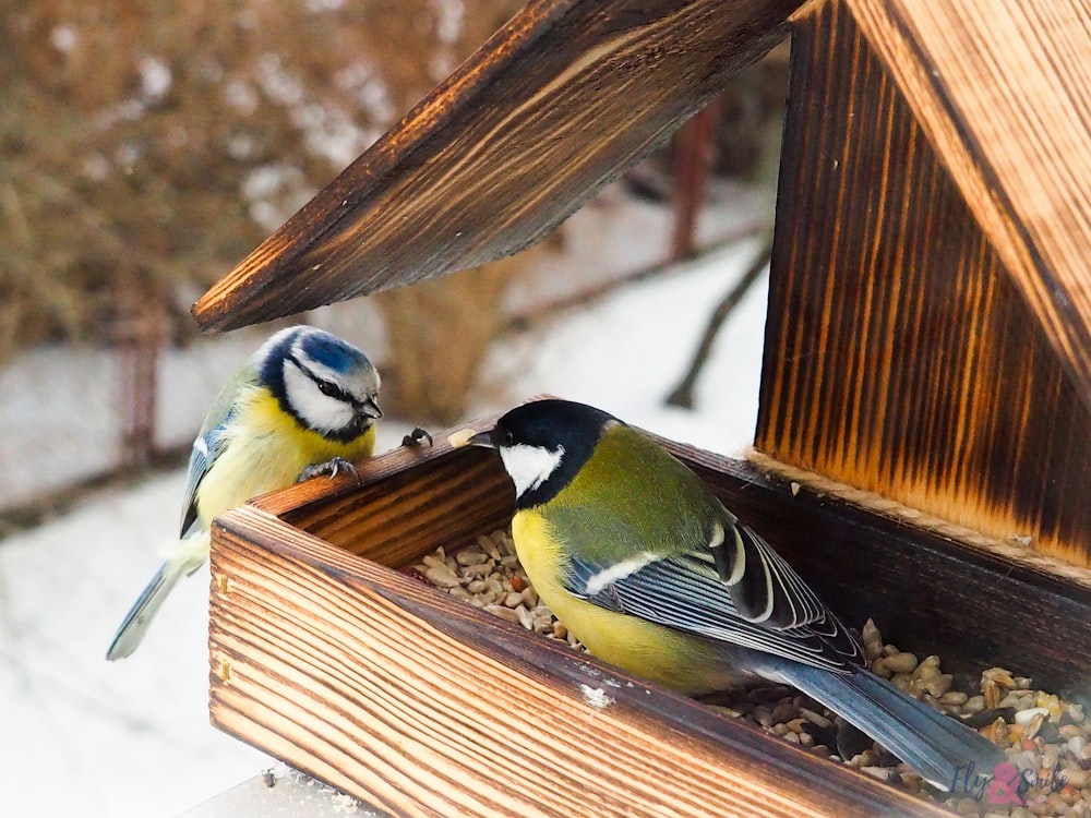 yellow black and white bird on brown wooden bird house