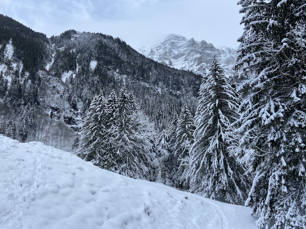 snow covered pine trees and mountain during daytime