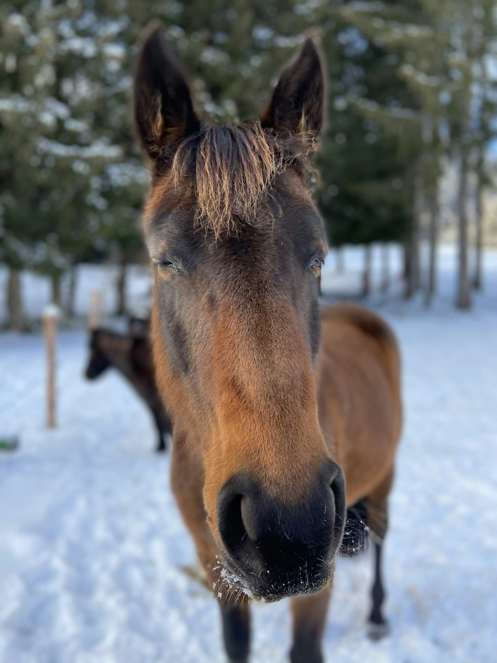 brown horse on snow covered ground during daytime