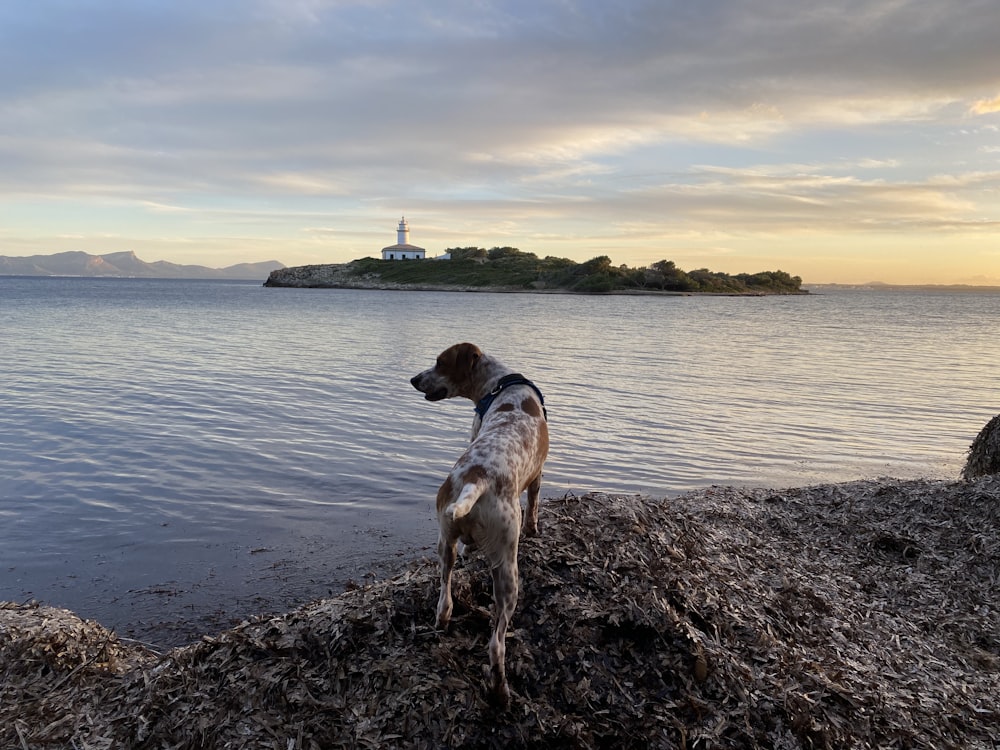 昼間の海岸での茶色と白の短いコートの犬