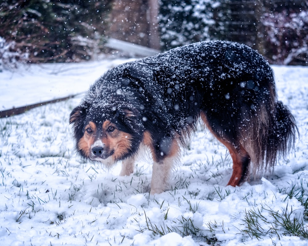 black and brown long coated dog walking on snow covered ground during daytime
