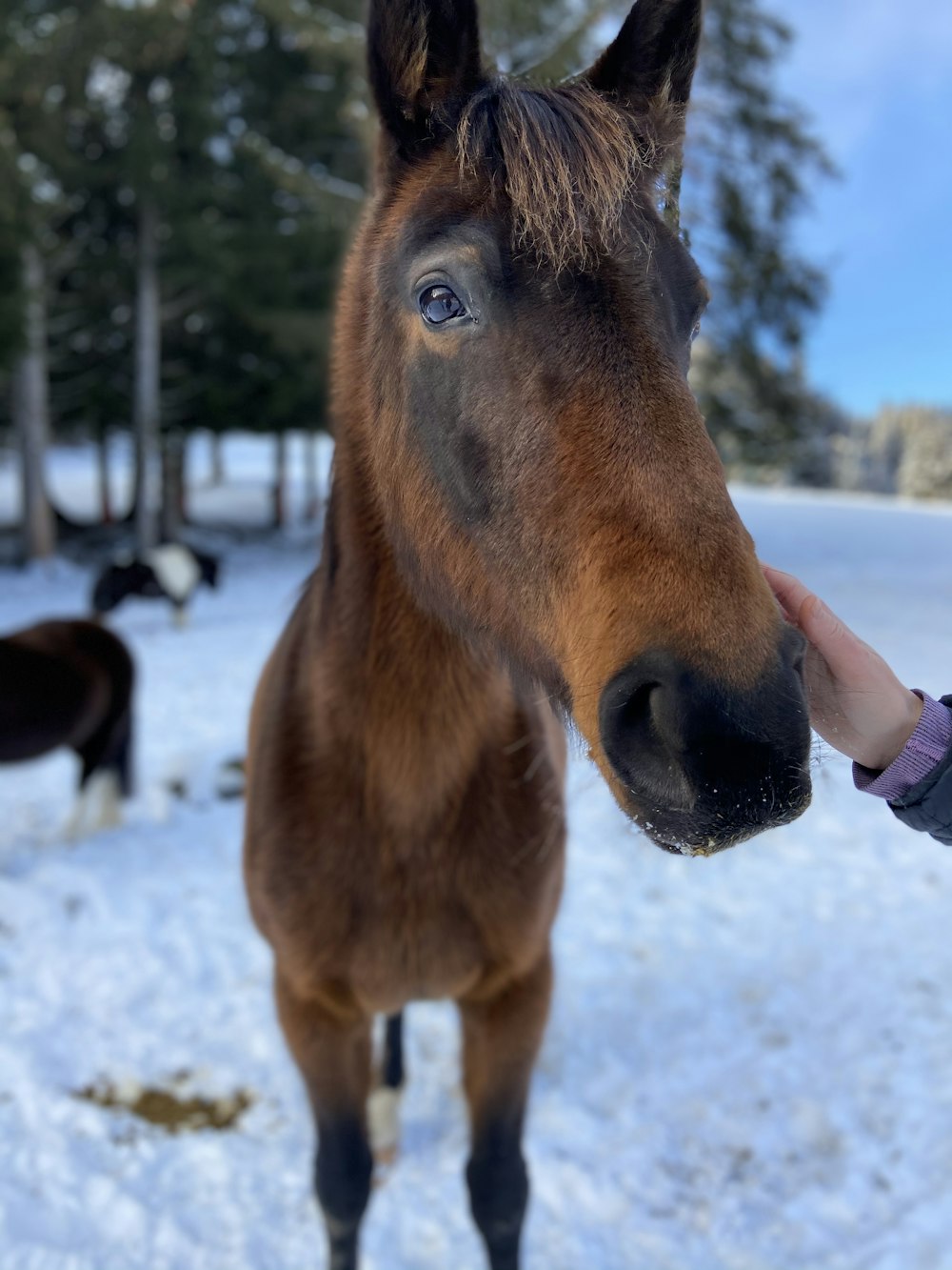 Braunes Pferd tagsüber auf schneebedecktem Boden