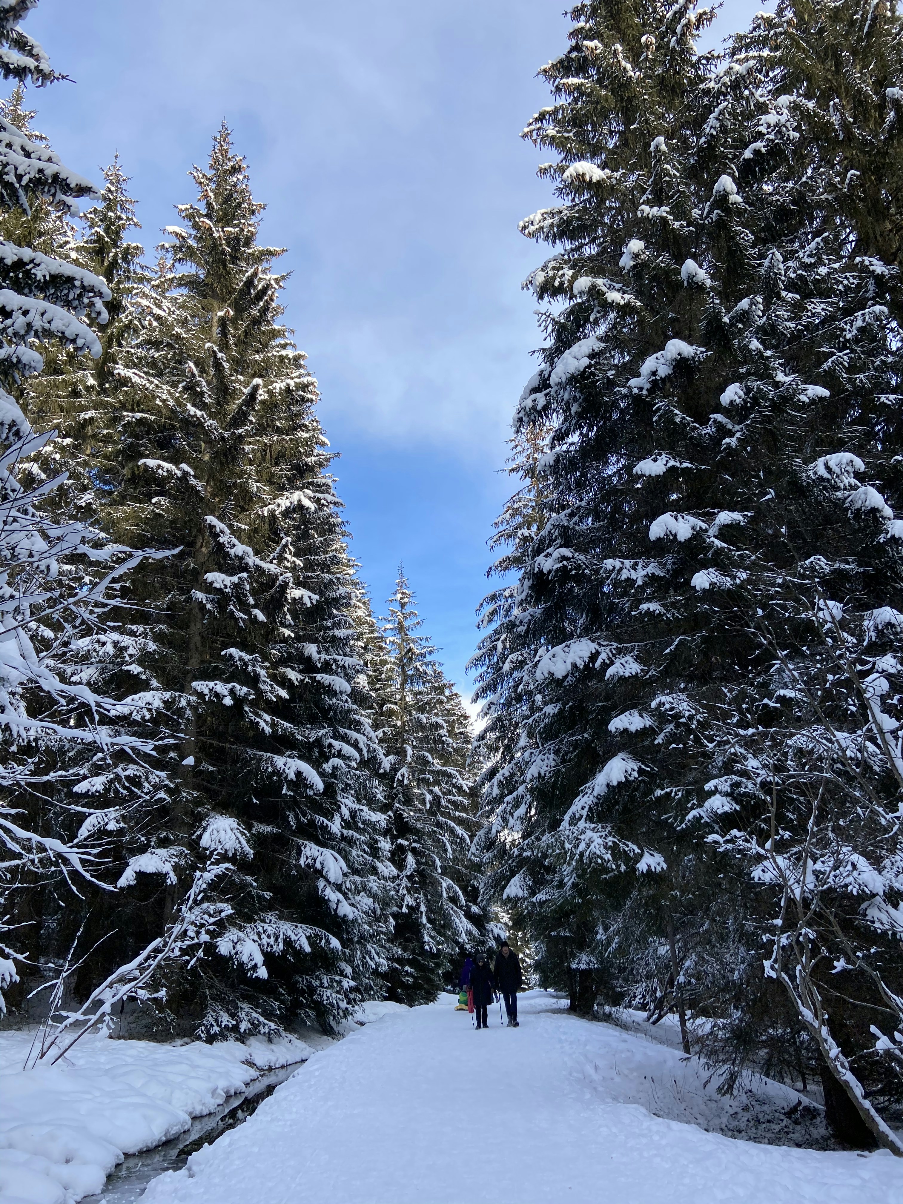 낮에는 나무 근처의 눈 덮인 땅에 서 있는 검은 재킷을 입은 사람