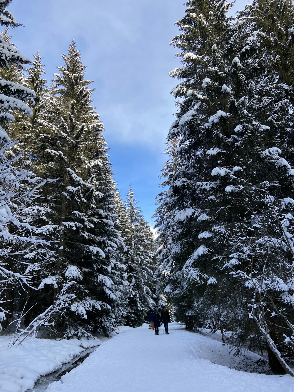 Persona in giacca nera in piedi su un terreno coperto di neve vicino agli alberi durante il giorno