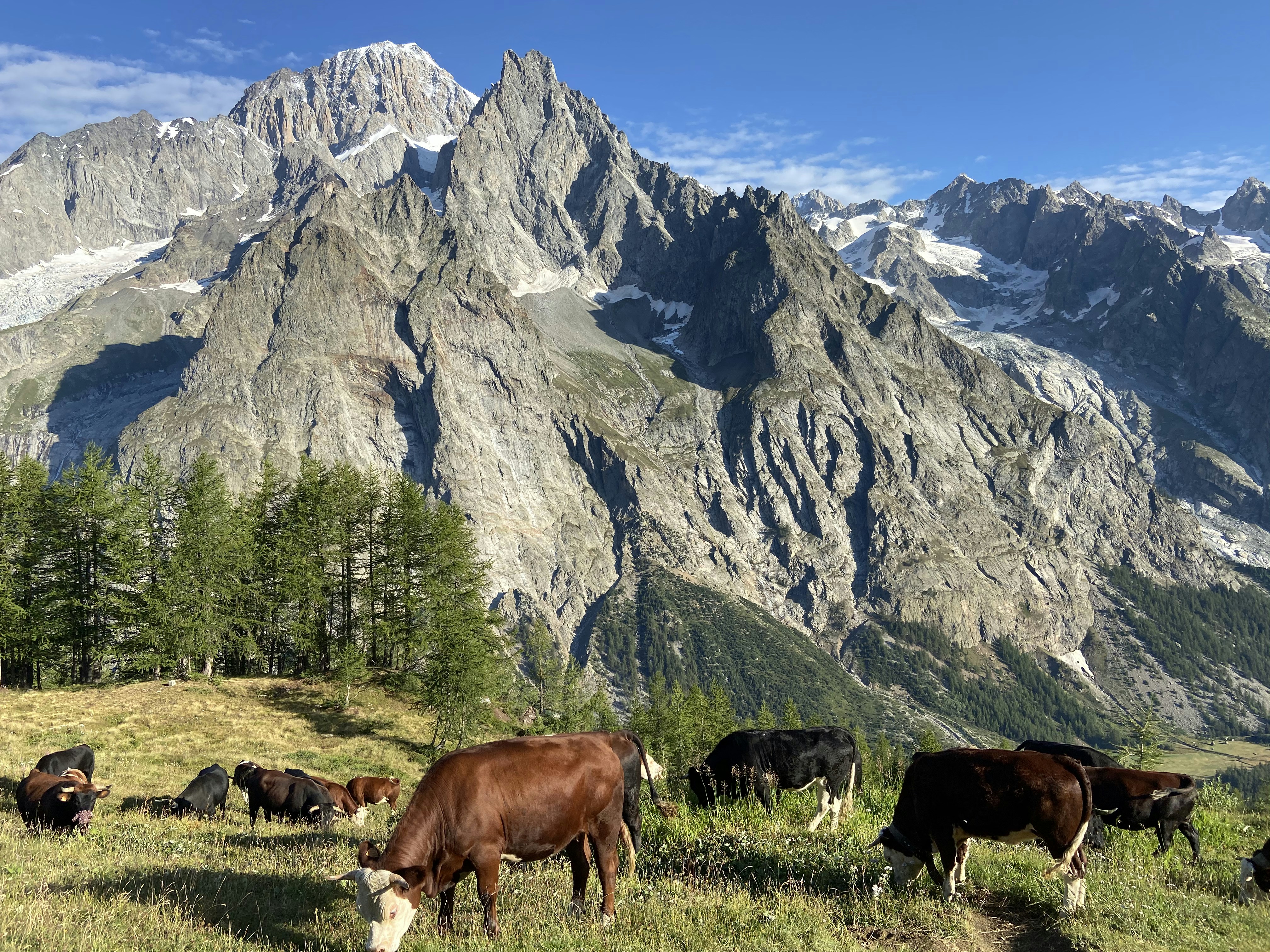 brown cow on green grass field near mountain during daytime
