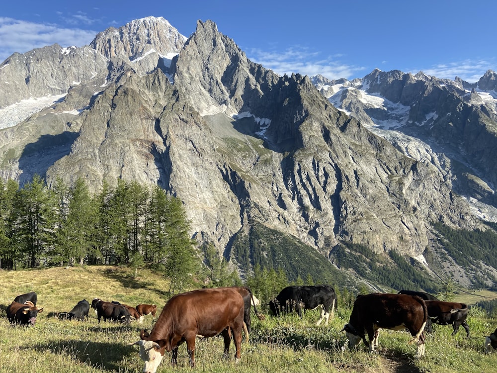 brown cow on green grass field near mountain during daytime