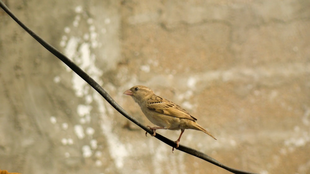 brown and white bird on black metal wire