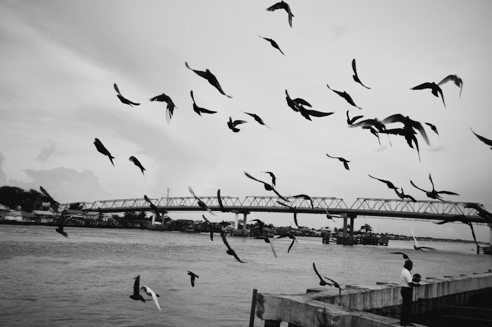 Aves volando sobre el mar durante el día