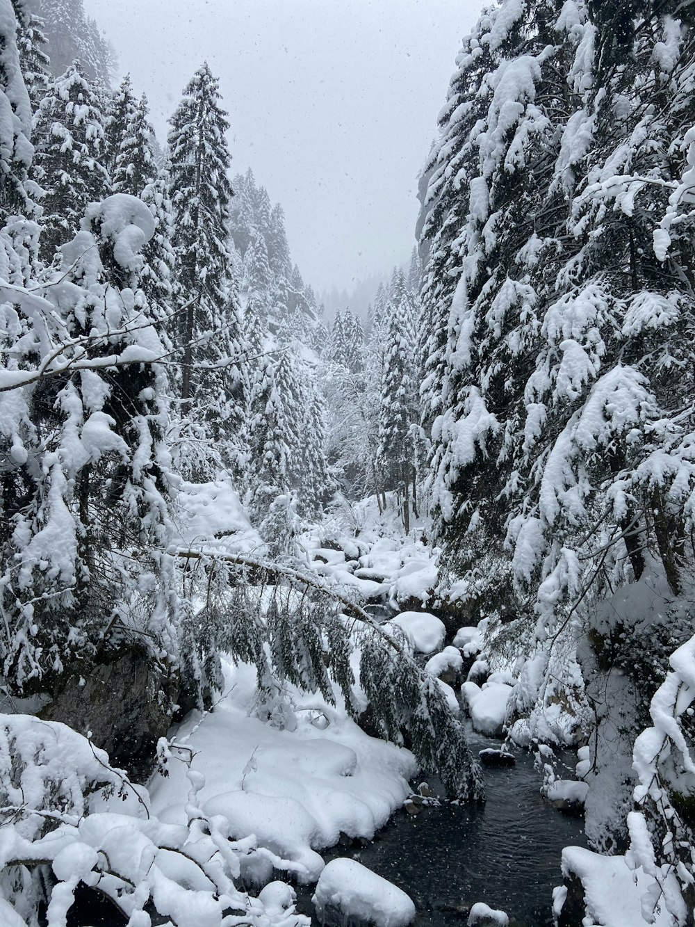 snow covered trees during daytime