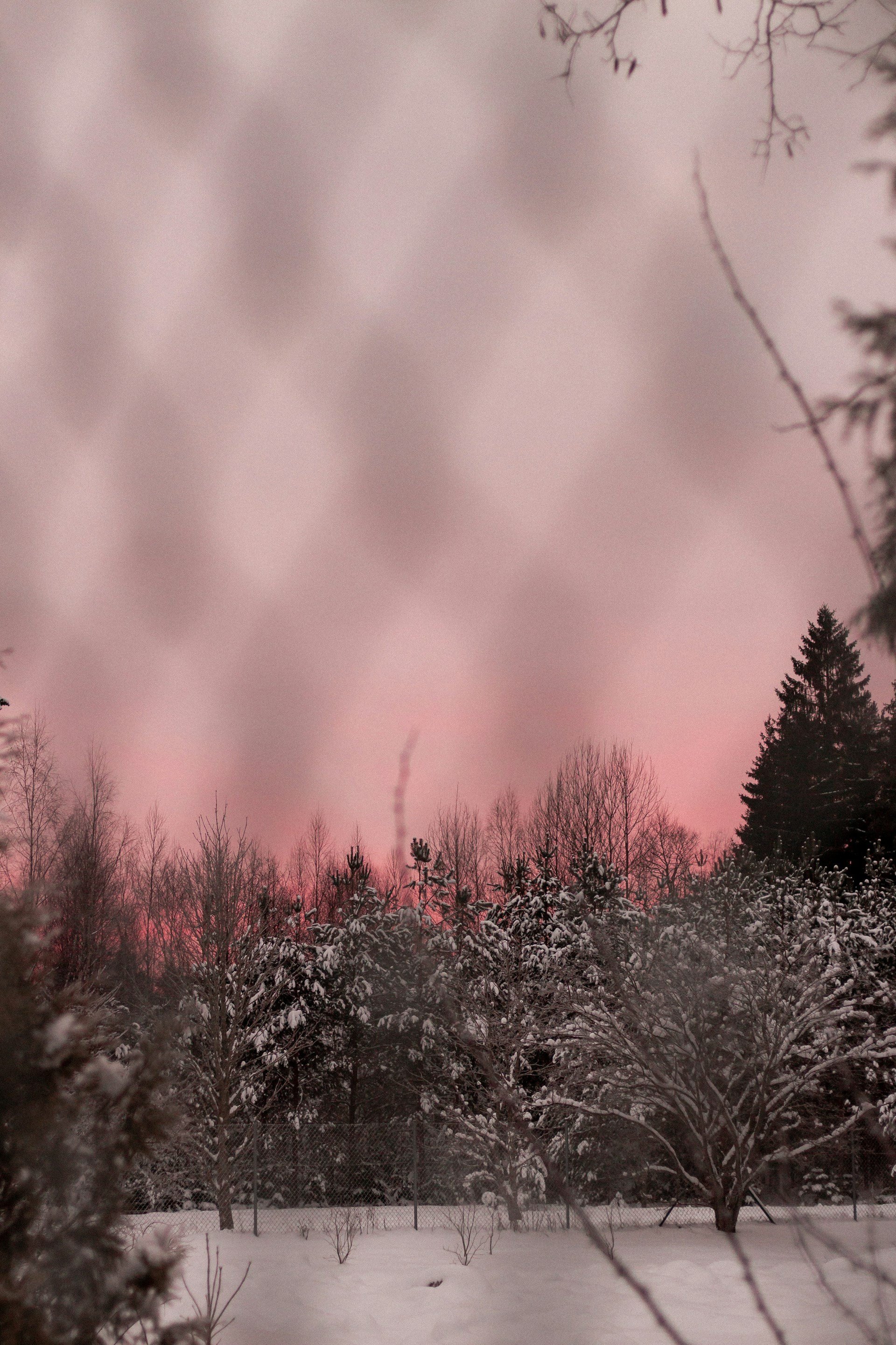 green and red trees during daytime