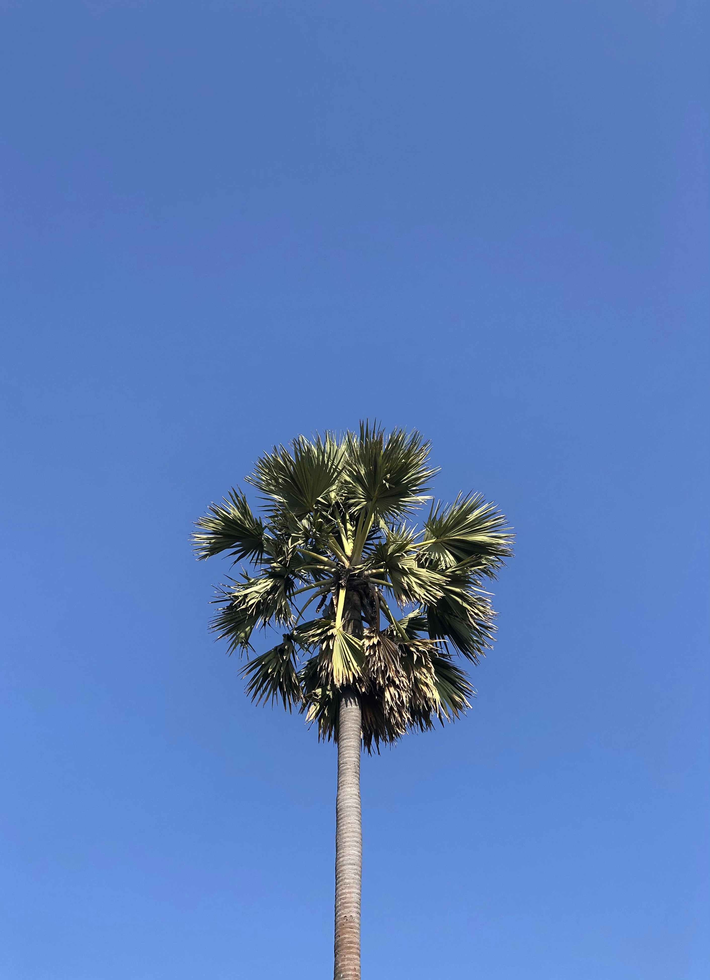 green palm tree under blue sky during daytime