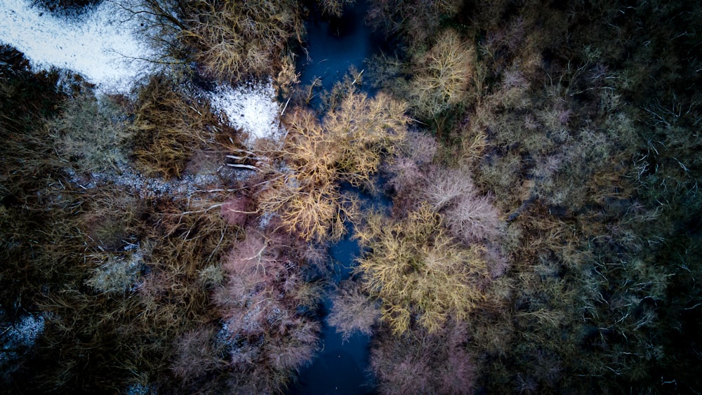 green and brown trees beside river