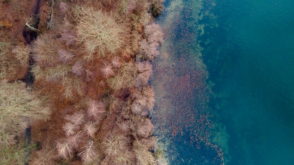 aerial view of green trees and brown grass field