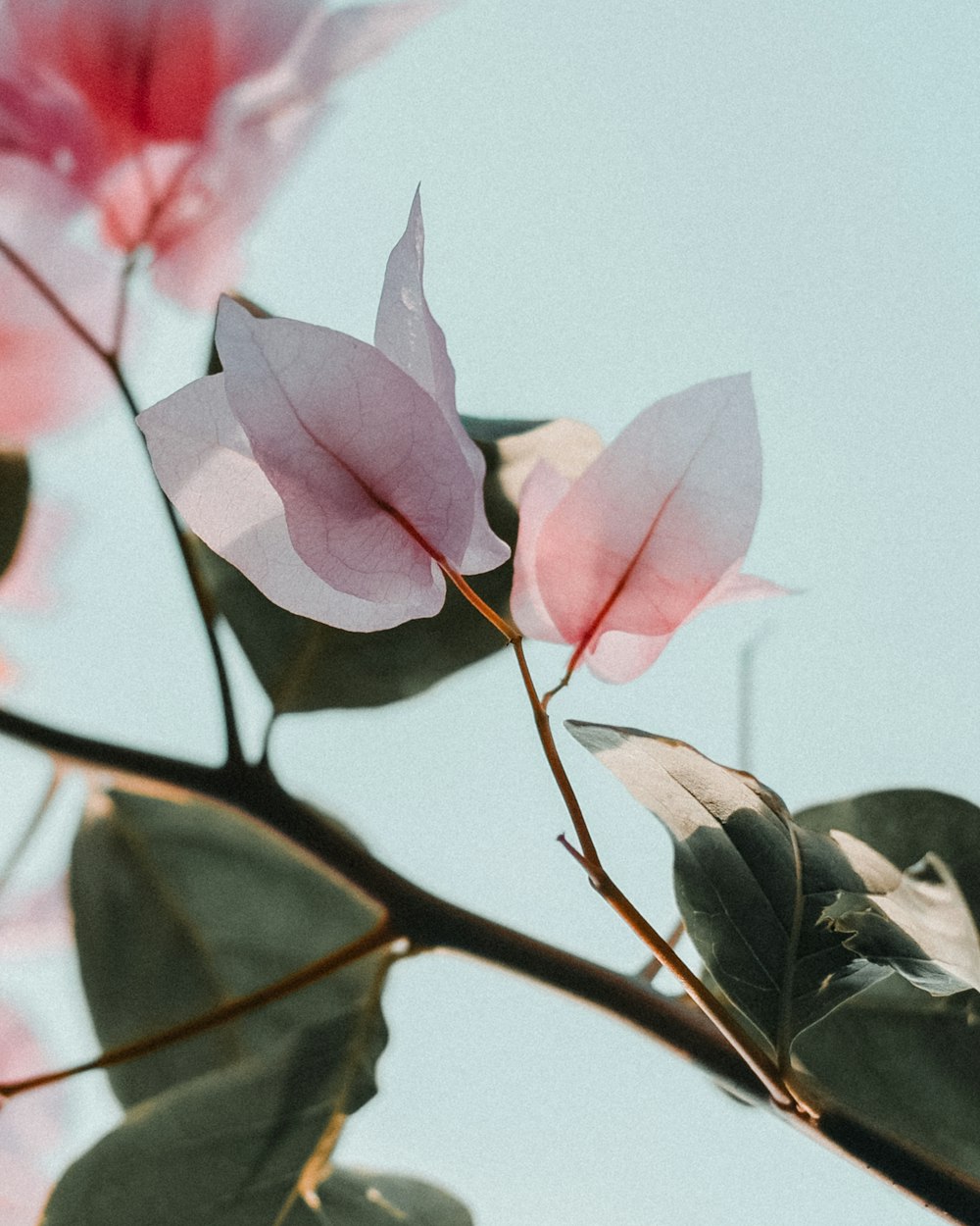 pink flower with green leaves