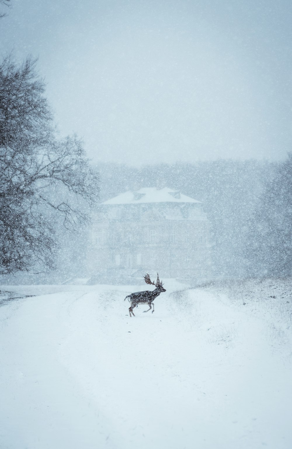 black and white dog on snow covered ground