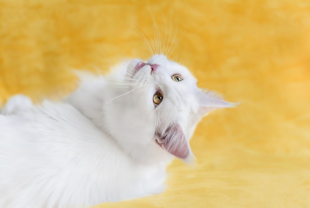 weiße Katze auf orangefarbenem Hintergrund