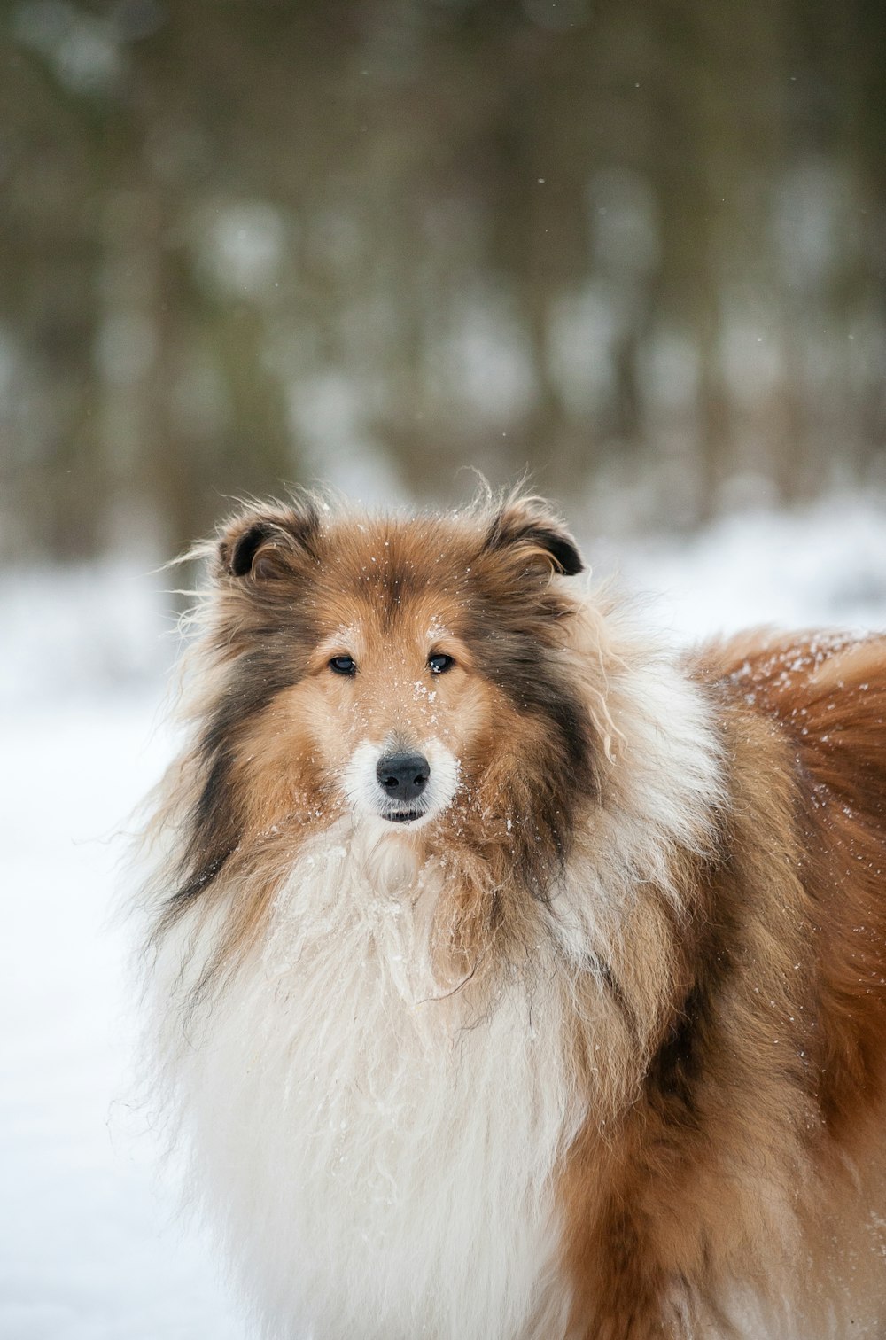 brown and white rough collie on snow covered ground during daytime