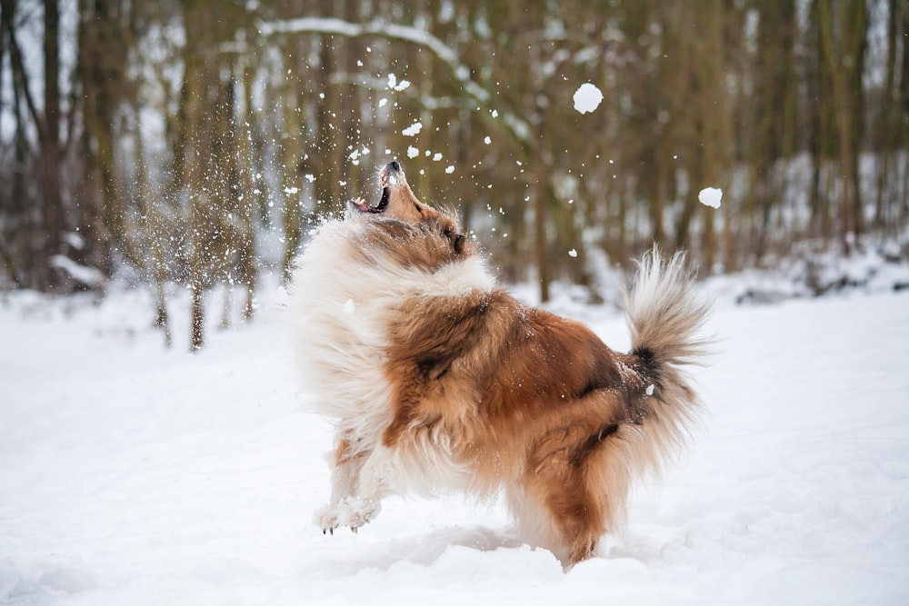 Perro grande de pelaje largo marrón y blanco en un suelo cubierto de nieve durante el día