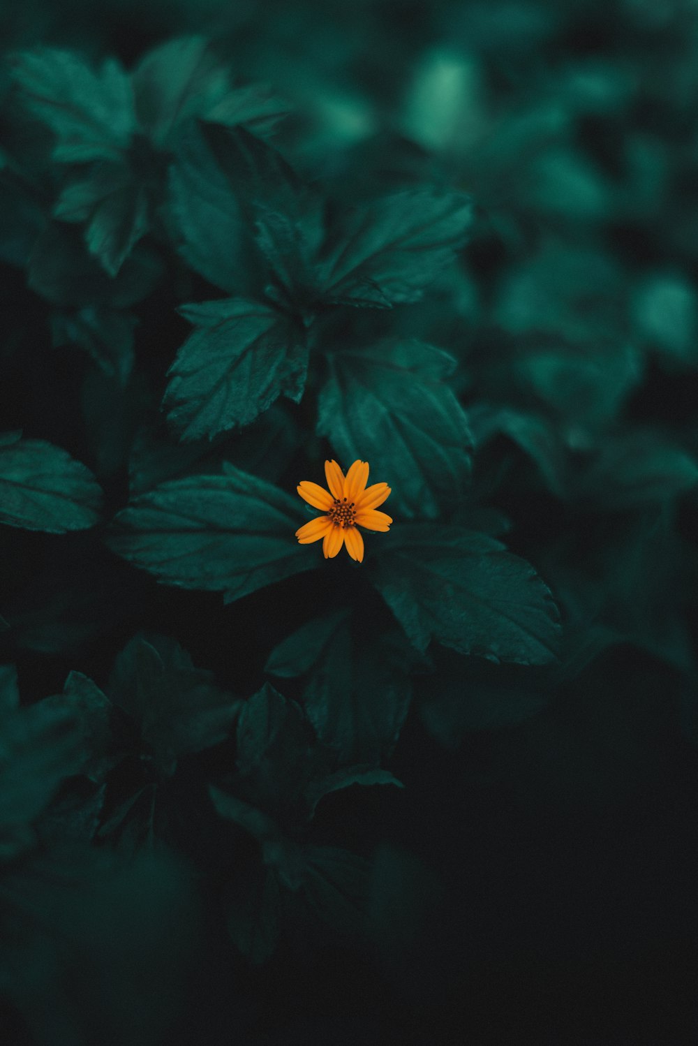 flor amarilla con hojas verdes