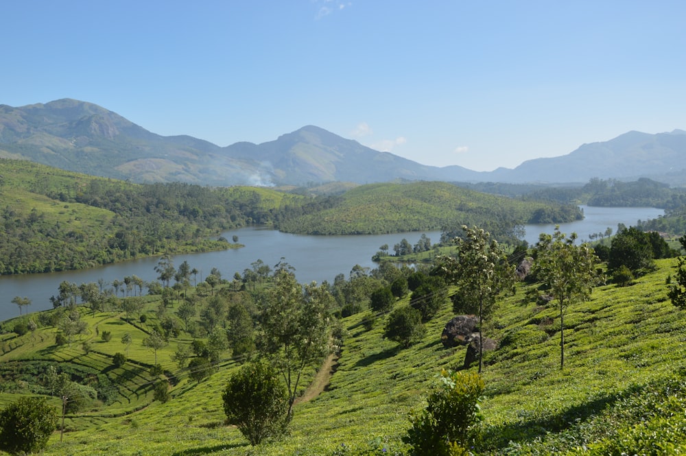 green trees on green grass field near body of water during daytime