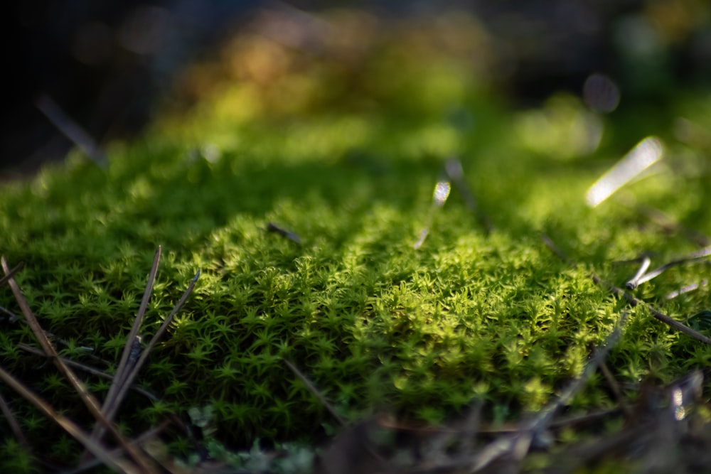 water droplets on green grass