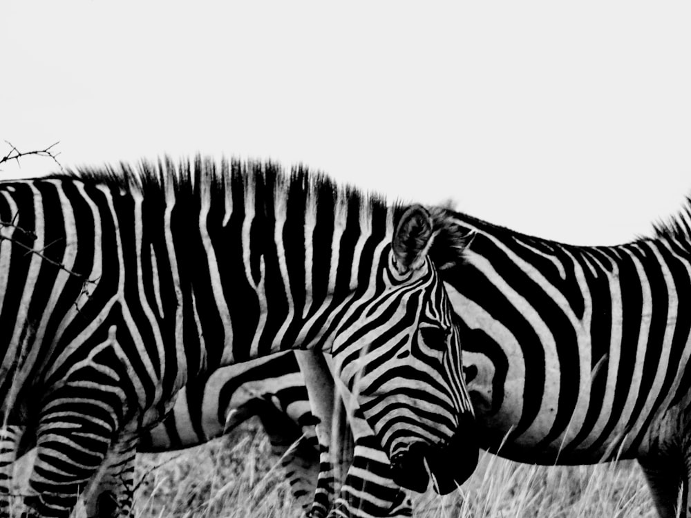 zebra standing on brown grass field