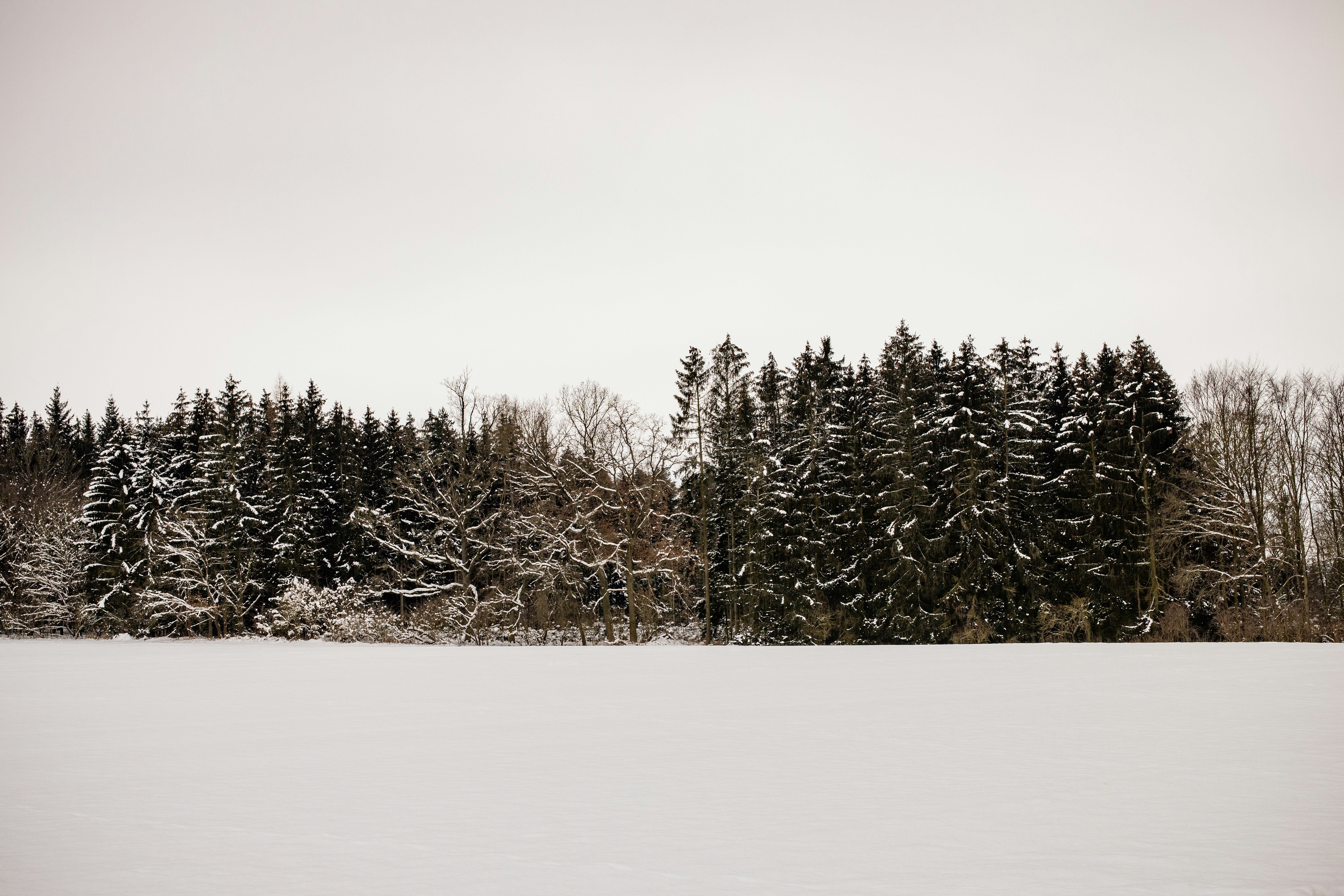 green pine trees on snow covered ground