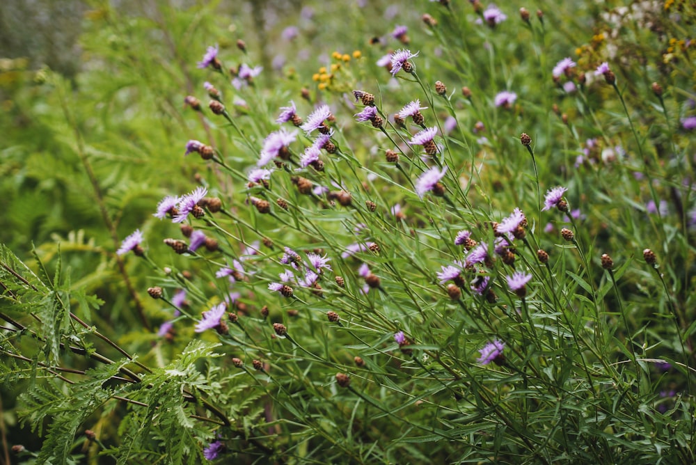 white and yellow flowers on green grass field