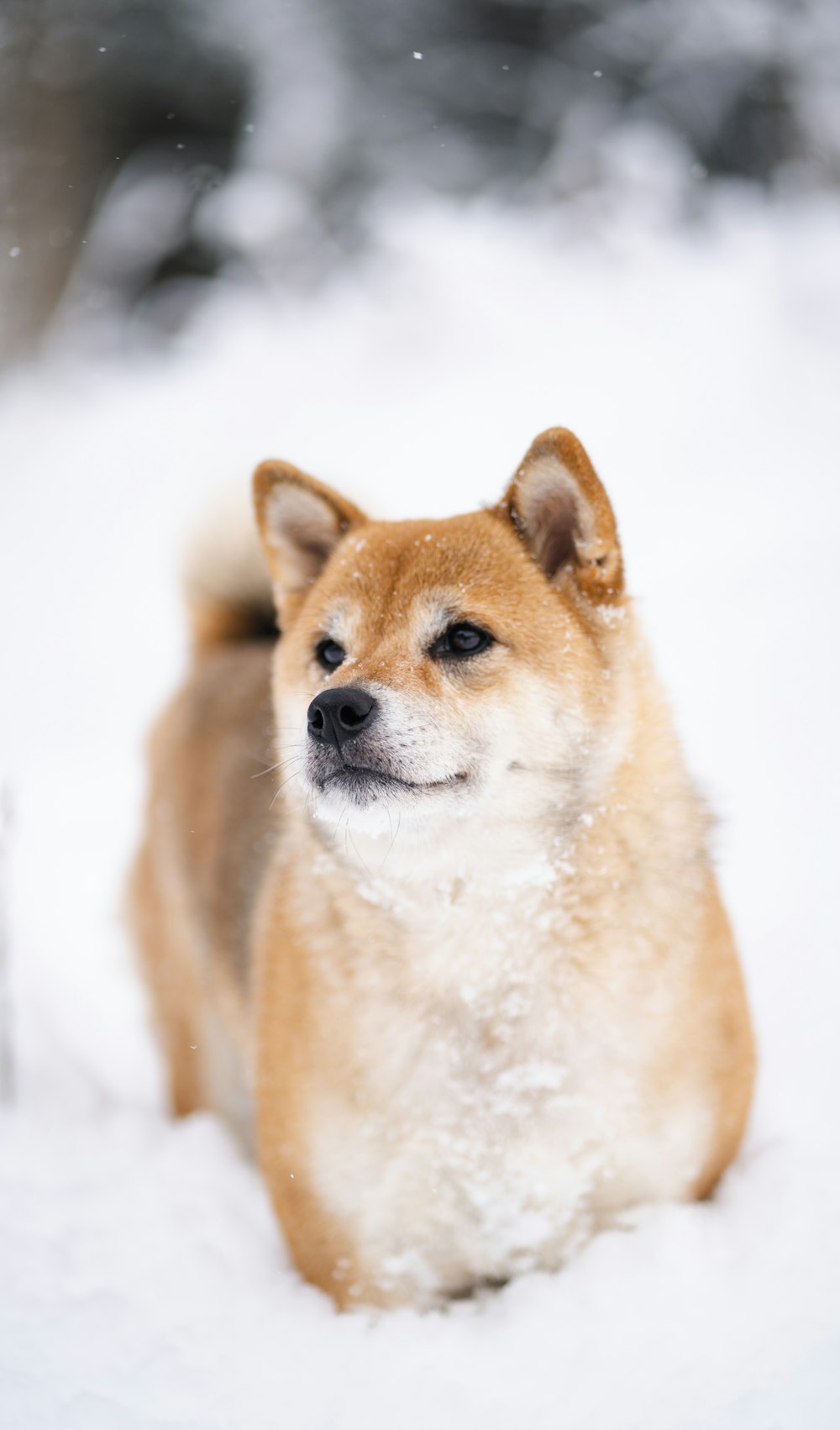 brown and white short coated dog on snow covered ground