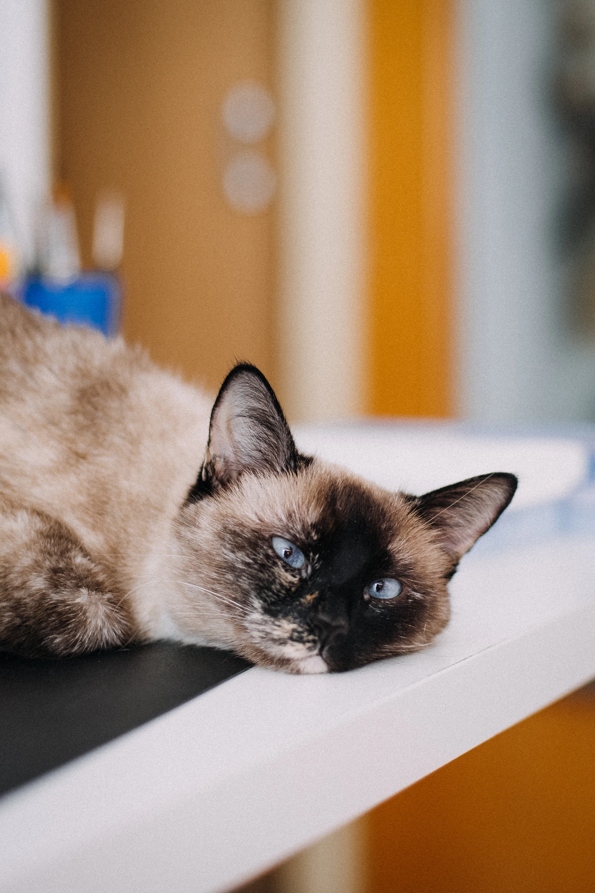 brown and black cat on white table